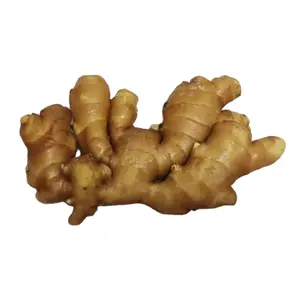 Fresh China Ginger with top quality and cheap price fresh dry ginger direct selling