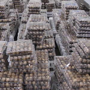 <span class=keywords><strong>Aglio</strong></span> nero dal prezzo di fabbrica della cina solo fornitore di <span class=keywords><strong>aglio</strong></span> nessuna quantità di ordine minimo per il commercio all'ingrosso può essere al dettaglio - Product Image 4