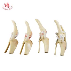Modelo de rodilla para perro, esqueleto articulado canino de 4 etapas, Material de PVC de tamaño real, modelo anatómico Artificial para perro de ciencia médica - Product Image 6