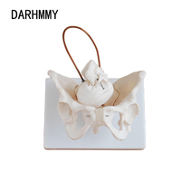 DARHMMY Simulation médicale modèle de squelette démonstration de naissance pour les écoles et les hôpitaux formation outil de formation scientifique
