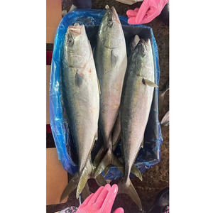 Pescado Congelado Taiseng, Cola Amarilla Entera, Tamaño 500-800g/unidad, para Supermercado - Product Image 3