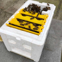 18 piezas al por mayor EPS espuma abeja caja de plástico para crear abeja Mini caja de apareamiento