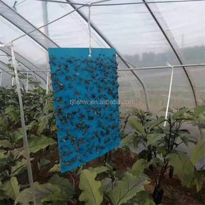 Piège collant double face imperméable 20*10cm pour insectes, mouches des fruits, mouches blanches, thrips, pucerons - Product Image 5