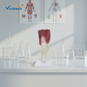 Modelo Anatómico de Rodilla Musculosa, Modelo de <span class=keywords><strong>Esqueleto</strong></span> <span class=keywords><strong>Humano</strong></span> para Enseñanza Médica, Demostración Ortopédica, <span class=keywords><strong>Esqueleto</strong></span> Didáctico - Product Image 4