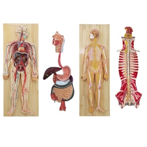 Sekiz sistem İnsan anatomisi modelleri sinir sindirimi, endokrin, motilite, lenfatik üriner sistem anatomisi modelleri öğretim için - Product Image 1