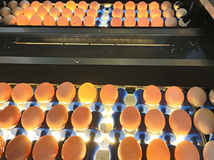 Equipo automático de cepillo para huevos, máquina de limpieza de huevos, lavadora de huevos, lavadora automática para granja - Product Image 3