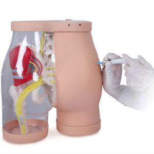 Fesses du modèle K pour l'<span class=keywords><strong>injection</strong></span> <span class=keywords><strong>intramusculaire</strong></span> fessière et comparaison - Product Image 1