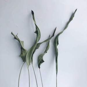 5 pièces en gros oiseau paradis fleur <span class=keywords><strong>fleurs</strong></span> sèches naturel séché <span class=keywords><strong>Strelitzia</strong></span> feuille décor à la maison bricolage Arrangement fête des mères mariage - Product Image 5