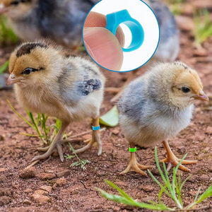 Bagues d'identification à clipser de 1 cm pour poussins, en plastique durable, pour poussins, petits oiseaux, cailles, pinsons, poulets de basse-cour - Product Image 3