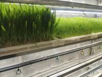Système automatique de culture hydroponique de fourrage d'orge avec plateaux verts pour l'alimentation du bétail