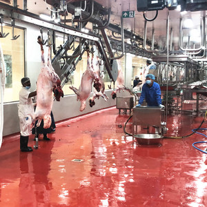 Maison d'abondance à base d'ovine, de petite taille, plantes de traitement de la viande - Product Image 1