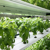 Verticale bodemloze teelt van sla in een hydroponisch systeem, binnenkweek met eb- en vloedsysteem.