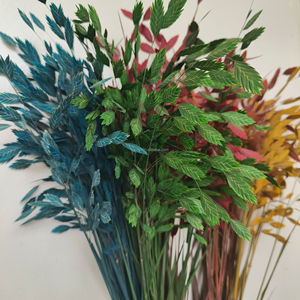 Flor Seca Preservada Eterna de Hope <span class=keywords><strong>Grass</strong></span> Pequeña (Chasmanthium Latifolium) con Conservación en Glicerina, Larga Duración 3-5 Años - Product Image 5