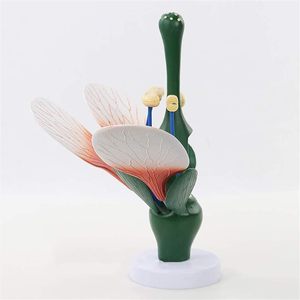 Modelo de flor de melocotón, de planta modelo anatómico, estructura de flor dicotiledónea, anatomía, planta verde, estambre, <span class=keywords><strong>pistilo</strong></span>, biología, ciencia - Product Image 6