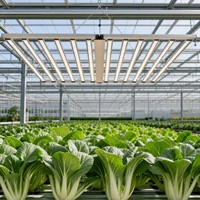 Lampu LED Grow Tent 1300W Lipat, Dapat Diredupkan, Spektrum Penuh dengan Port RJ45 Daisy Chain untuk Kebun Dalam Ruangan di Rumah