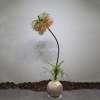 Fleur de lotus géante artificielle en soie GF052, fleur en organza, fleurs géantes en papier avec support pour décoration de vitrine.