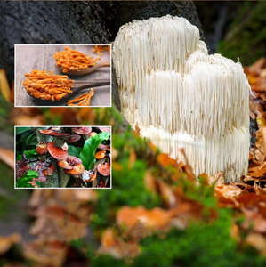 Иммунная система Maitake, индейка, хвост, Рейши, Чага, Львиная Грива, экстракт грибов, органический растворимый грибной кофейный порошок - Product Image 4