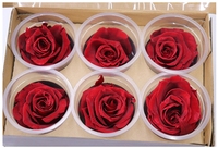 5-6cm C Grade konservierte Rosen 6 Stück ewige ewige ewige für immer unsterbliche Blumen