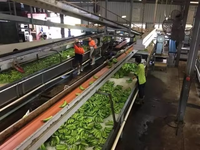 Automatische productielijn bananen schil- en snijmachine voor bananenchips