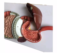 Modelo Anatómico de PVC del Sistema Digestivo Humano para Enseñanza y Formación Médica, con Certificación CE/ISO