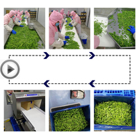 Lanzas de espárragos verdes congelados de la mejor calidad, verduras IQF al vapor, tallo perfecto para mejorar bocadillos o comidas saludables