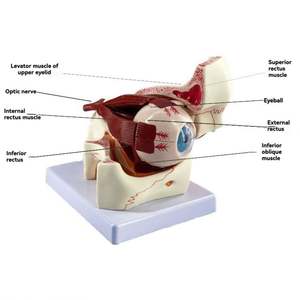 KyrenMed مقلة العين البشرية مقبس العصب القرنية نموذج 3 مرات مقلة العين التشريحية والجفن - Product Image 3