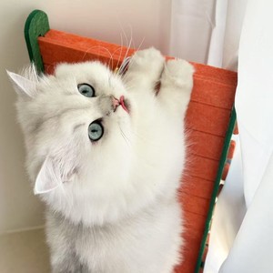 Griffoir pour chat en forme de L, litière pour chat tout-en-un, feutre résistant aux rayures, résistant à l'usure, jouets anti-rayures - Product Image 2