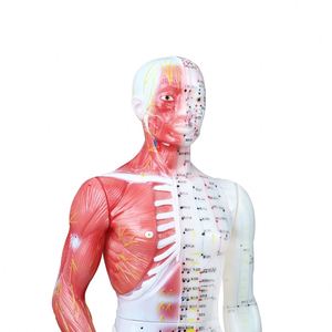 Modèle d'<span class=keywords><strong>acupuncture</strong></span> chinoise avec muscles 60/85/170cm Modèle de <span class=keywords><strong>points</strong></span> d'<span class=keywords><strong>acupuncture</strong></span> du corps humain - Product Image 1