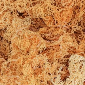 Musgo Marino Seco a Granel de Vietnam |   Superalimento Natural Rico en Minerales |   Fabricante VIET DELTA - Product Image 1
