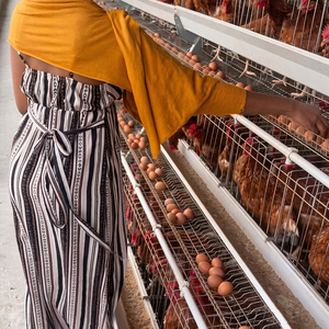 Jaula de batería tipo A para gallinas ponedoras, granja avícola de Nigeria, 96, 128, 1500 gallinas ponedoras, galvanizada en caliente, diseño sin <span class=keywords><strong>NEPA</strong></span>, 15 años de garantía. - Product Image 1