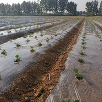 Film de paillage agricole transparent en polypropylène HNTF 1,2 m x 1000 m 20 microns, directement de l'usine, pour le réchauffement du sol et la rétention de l'humidité
