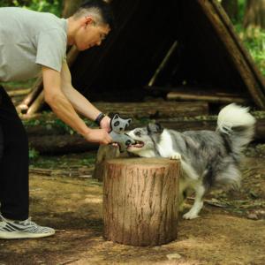 Pelota de juguete de conejo EVA personalizable de primera calidad, juguete masticable interactivo ecológico para niños, <span class=keywords><strong>perros</strong></span> de razas pequeñas y grandes, estilo bonito para mascotas - Product Image 6
