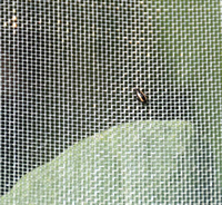 Filet anti-insectes stabilisé aux UV, filet anti-insectes agricole à mailles fines pour serre et légumes