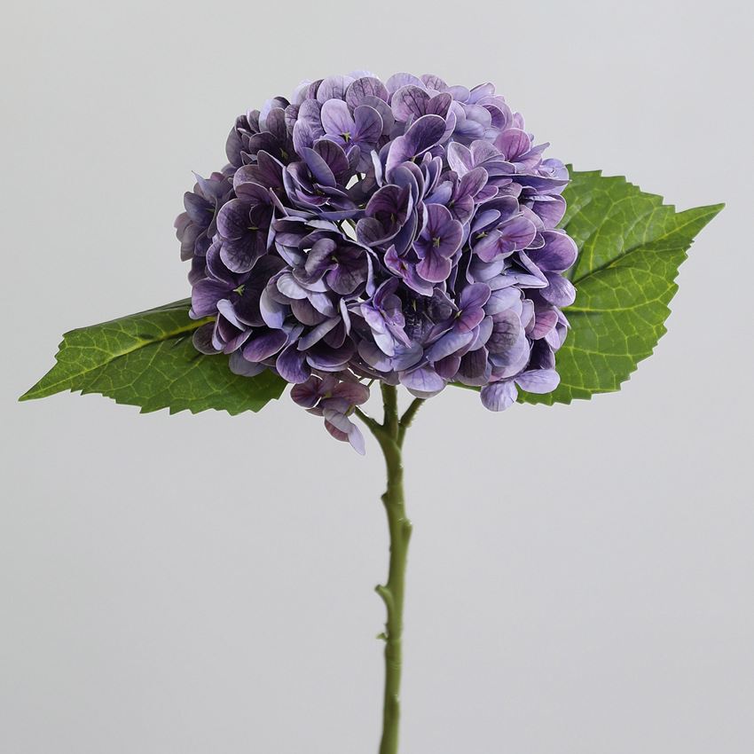 Pourpre
