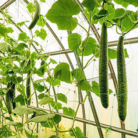Vente chaude usine : Filet de jardinage en PP stabilisé aux UV, treillis pour serre, filet de grimpement, maille de 12 cm x 12 cm, filet pour haricots