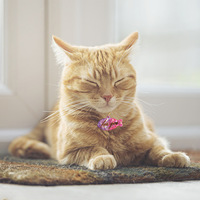 Besafe liontin Tag anjing cetakan tanah liat Resin cetakan gantungan kunci untuk Resin buatan rumah DIY kerajinan dengan tulang kucing ikan bentuk bulat