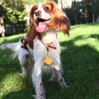 Traceur GPS intelligent sans fil anti-perte avec lumière LED NFC haute sensibilité pour localiser téléphone, animaux de compagnie, chien, portefeuille