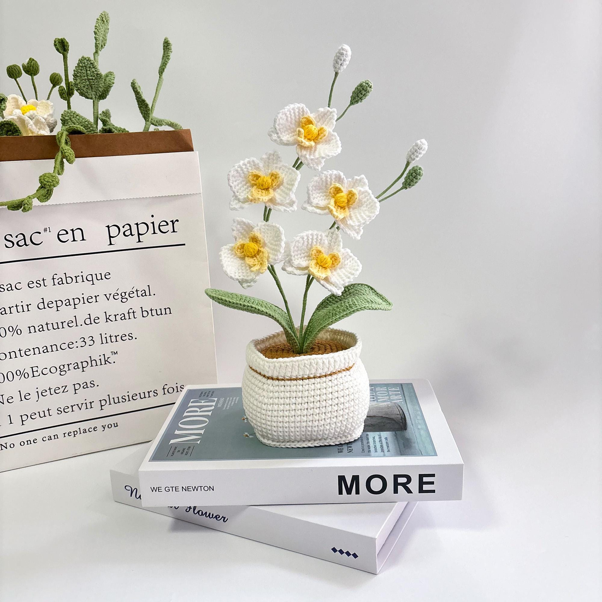 Phalaenopsis bianca
