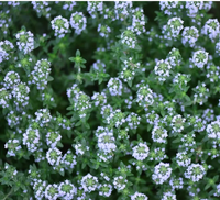 KAIYANGE Prix d'usine Feuilles de thym naturelles séchées Thym français Thymus Vulgaris L. Éclaircissant pour la peau Épices Assaisonnement Tisane