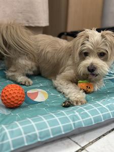 Yıkılmaz interaktif petek su geçirmez gıcırtılı köpek çiğnemek agresif Chewers için diş topu oyuncak temizler - Product Image 4