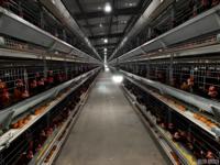 Bâtiment d'élevage de poulets au design moderne, poulailler entièrement automatisé