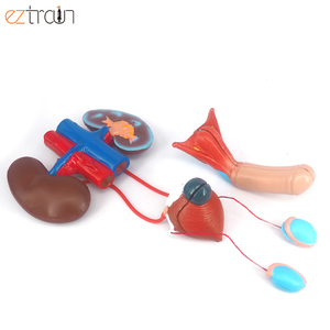 Mô hình hệ thống sinh dục nam Mô hình hệ thống tiết niệu của con người thận bàng quang dương vật tinh hoàn Mô hình giải phẫu - Product Image 4