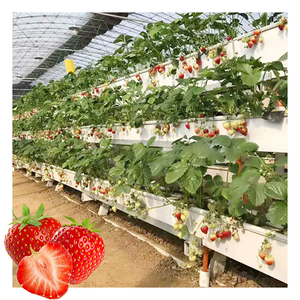 Système d'agriculture verticale NFT, <span class=keywords><strong>pot</strong></span> de culture de fraises en PVC avec design carré, canal NFT hydroponique - Product Image 5
