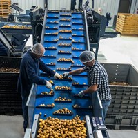 Fruit- en groentesorteerband voor automatische inspectie en verpakkingslijn