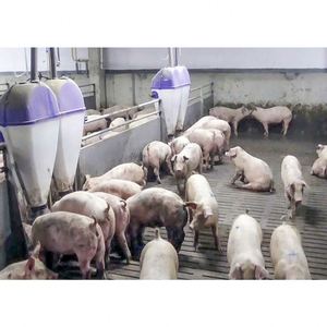 Cage d'engraissement pour porcs personnalisée de haute qualité Vente en gros - Product Image 6