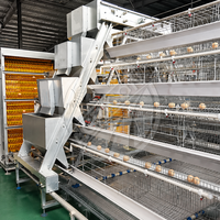 Système de cages automatiques pour poules pondeuses en acier galvanisé à chaud, type A, pour ferme avicole de 1000 à 10 000 oiseaux