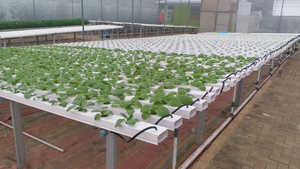 Fábrica que Suministra Sistemas de Cultivo Hidropónico NFT - Product Image 6