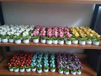 Mini fleurs en tricot en pot (100% laine) très vendues, décoration pour la maison, le bureau, la voiture, cadeaux de mariage islamiques faits à la main Toplin