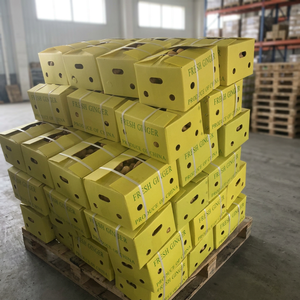High Quality Organic 100% Pure Natural Fresh Yellow Ginger Old Ginger From South Africa 10kg Per Tons Wholesales - Product Image 3