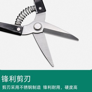 Sécatrices Guanglong Works en acier inoxydable à tête droite, lame de 50 mm, outils de jardin - Product Image 4
